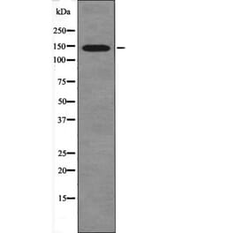 Western blot - eNOS (Phospho-Ser1179) Antibody from Signalway Antibody (12454) - Antibodies.com