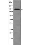 Western blot - eNOS (Phospho-Ser1179) Antibody from Signalway Antibody (12454) - Antibodies.com