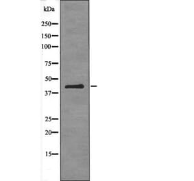 Western blot - ATF-4 (Phospho-Ser224) Antibody from Signalway Antibody (12464) - Antibodies.com