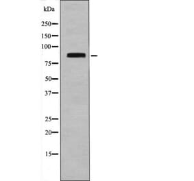 Western blot - STAT4 (Phospho-Ser721) Antibody from Signalway Antibody (12485) - Antibodies.com