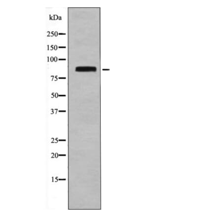 Western blot - STAT4 (Phospho-Ser721) Antibody from Signalway Antibody (12485) - Antibodies.com