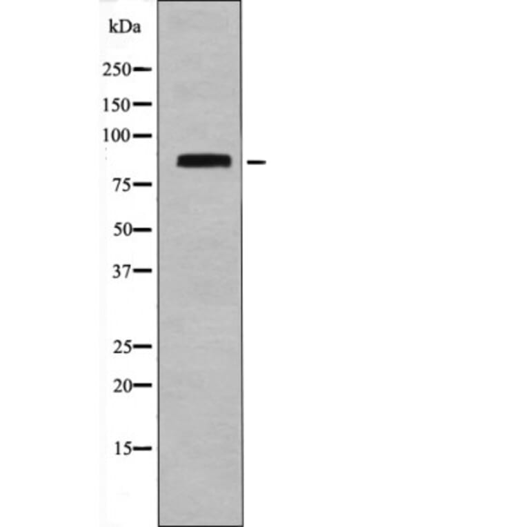 Western blot - STAT4 (Phospho-Ser721) Antibody from Signalway Antibody (12485) - Antibodies.com
