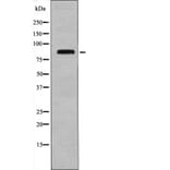 Western blot - STAT4 (Phospho-Ser721) Antibody from Signalway Antibody (12485) - Antibodies.com