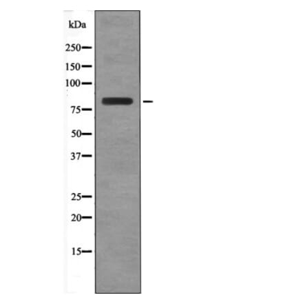 Western blot - BRSK2 (Phospho-Thr260) Antibody from Signalway Antibody (12491) - Antibodies.com