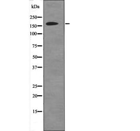 Western blot - DAPK1 (Phospho-Ser736) Antibody from Signalway Antibody (12495) - Antibodies.com