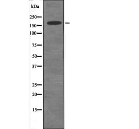 Western blot - DAPK1 (Phospho-Ser289) Antibody from Signalway Antibody (12496) - Antibodies.com