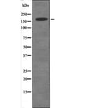 Western blot - DAPK1 (Phospho-Ser289) Antibody from Signalway Antibody (12496) - Antibodies.com