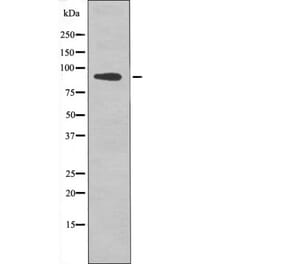 Western blot - FGFR2 (Phospho-Tyr769) Antibody from Signalway Antibody (12503) - Antibodies.com