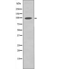 Western blot - FGFR3 (Phospho-Tyr760) Antibody from Signalway Antibody (12504) - Antibodies.com