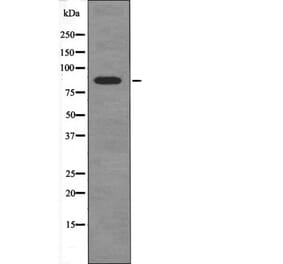 Western blot - FGFR4 (Phospho-Tyr754) Antibody from Signalway Antibody (12505) - Antibodies.com
