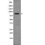 Western blot - FGFR4 (Phospho-Tyr754) Antibody from Signalway Antibody (12505) - Antibodies.com