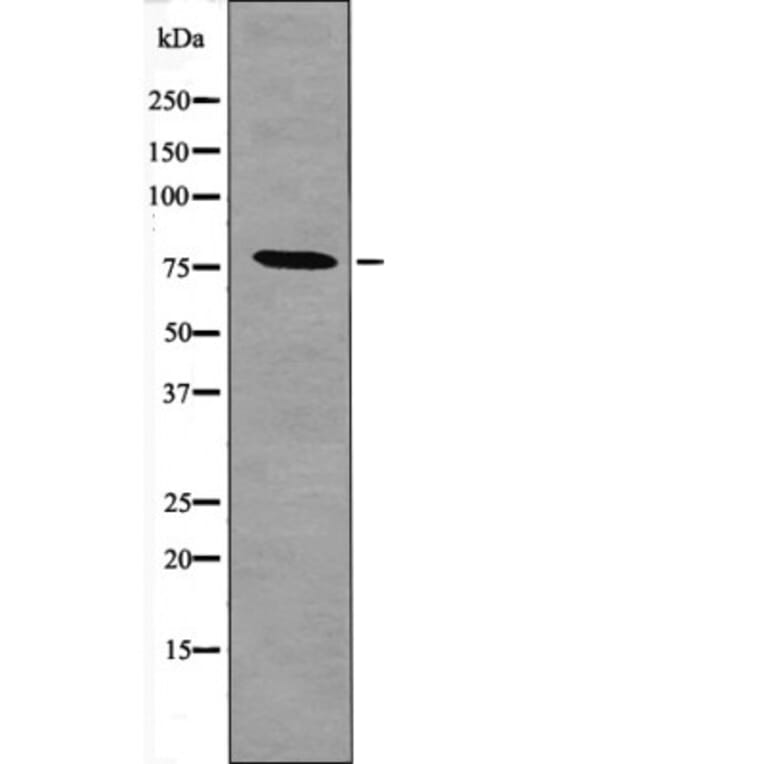 Western blot - IKK-ε (Phospho-Ser172) Antibody from Signalway Antibody (12508) - Antibodies.com