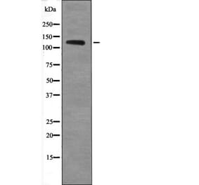 Western blot - TIE2 (Phospho-Ser1119) Antibody from Signalway Antibody (12536) - Antibodies.com