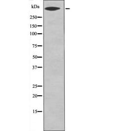Western blot - CD91 (Phospho-Ser4520) Antibody from Signalway Antibody (12547) - Antibodies.com