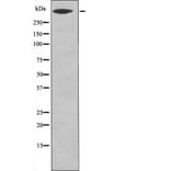 Western blot - CD91 (Phospho-Ser4520) Antibody from Signalway Antibody (12547) - Antibodies.com