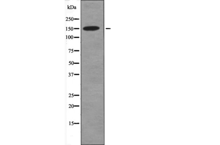 Western blot - CD45 (Phospho-Tyr1216) Antibody from Signalway Antibody (12553) - Antibodies.com