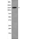 Western blot - CD45 (Phospho-Tyr1216) Antibody from Signalway Antibody (12553) - Antibodies.com