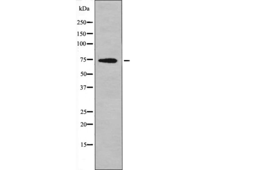 Western blot - C-RAF (Phospho-Tyr340) Antibody from Signalway Antibody (12559) - Antibodies.com