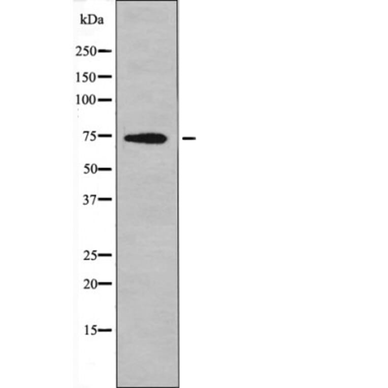 Western blot - C-RAF (Phospho-Tyr340) Antibody from Signalway Antibody (12559) - Antibodies.com