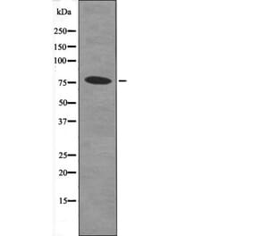 Western blot - Bcl-6 (Phospho-Ser343) Antibody from Signalway Antibody (12576) - Antibodies.com