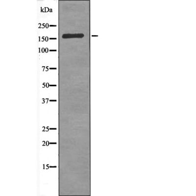 Western blot analysis CdGAP (Phospho-Thr789) using Insulin treated HeLa whole cell lysates