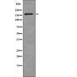 Western blot - CdGAP (Phospho-Thr789) Antibody from Signalway Antibody (12583) - Antibodies.com
