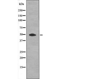 Western blot - HtrA2 (Phospho-Ser212) Antibody from Signalway Antibody (12604) - Antibodies.com