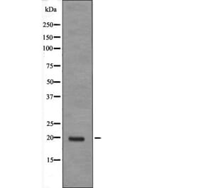 Western blot - JDP-2 (Phospho-Thr148) Antibody from Signalway Antibody (12605) - Antibodies.com