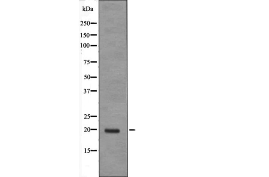 Western blot - JDP-2 (Phospho-Thr148) Antibody from Signalway Antibody (12605) - Antibodies.com