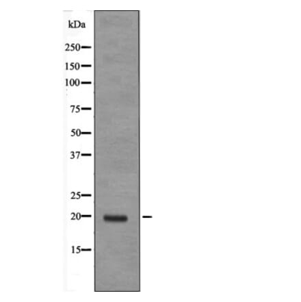 Western blot - JDP-2 (Phospho-Thr148) Antibody from Signalway Antibody (12605) - Antibodies.com
