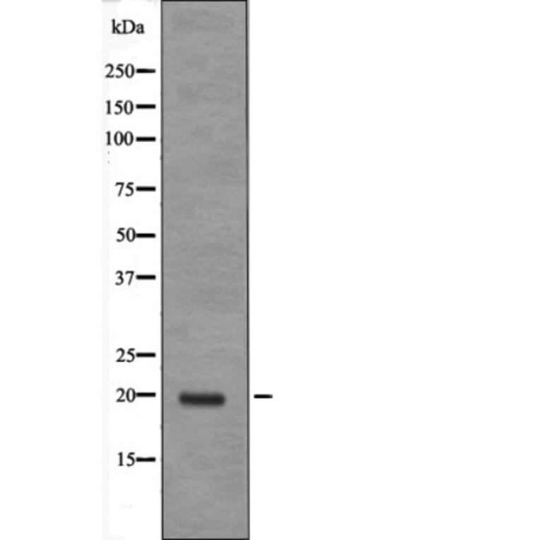 Western blot - JDP-2 (Phospho-Thr148) Antibody from Signalway Antibody (12605) - Antibodies.com