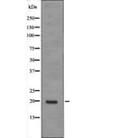 Western blot - JDP-2 (Phospho-Thr148) Antibody from Signalway Antibody (12605) - Antibodies.com