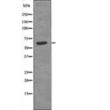 Western blot - MAP2 (Phospho-Thr1616) Antibody from Signalway Antibody (12609) - Antibodies.com