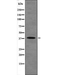 Western blot - MKP-1 (Phospho-Ser323) Antibody from Signalway Antibody (12613) - Antibodies.com