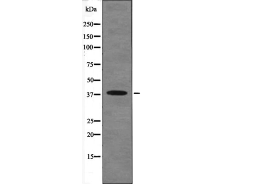 Western blot - MKP-1 (Phospho-Ser323) Antibody from Signalway Antibody (12613) - Antibodies.com