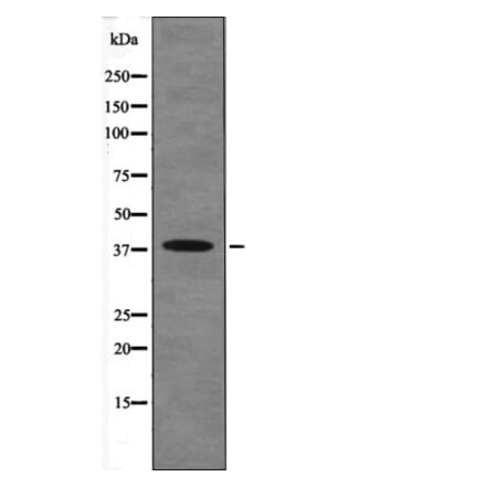 Western blot - MKP-1 (Phospho-Ser323) Antibody from Signalway Antibody (12613) - Antibodies.com