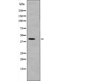 Western blot - MKP-3 (Phospho-Ser197) Antibody from Signalway Antibody (12614) - Antibodies.com