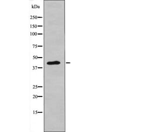 Western blot - NDRG2 (Phospho-Thr348) Antibody from Signalway Antibody (12619) - Antibodies.com