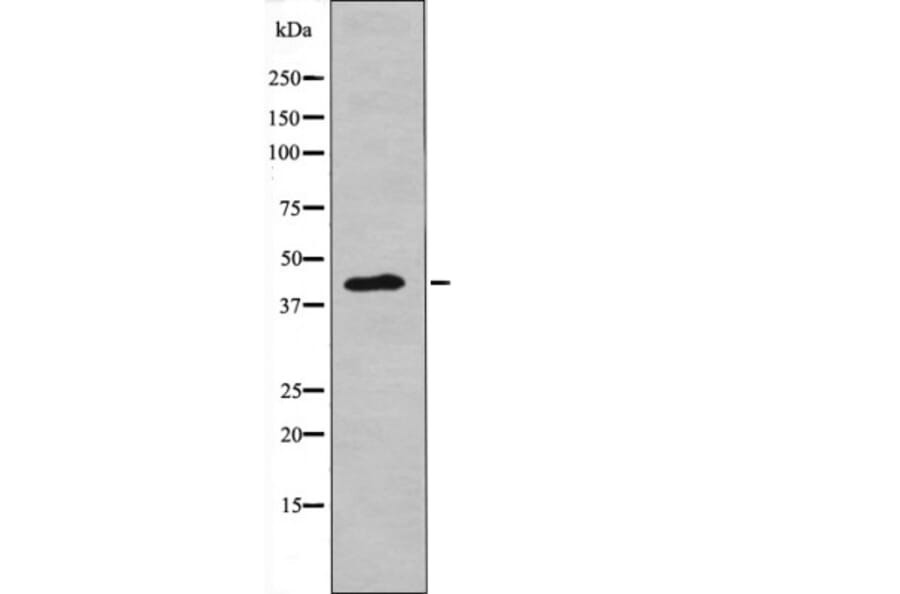 Western blot - NDRG2 (Phospho-Thr348) Antibody from Signalway Antibody (12619) - Antibodies.com