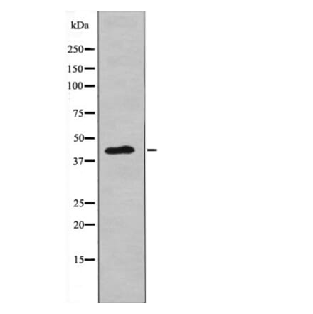 Western blot - NDRG2 (Phospho-Thr348) Antibody from Signalway Antibody (12619) - Antibodies.com