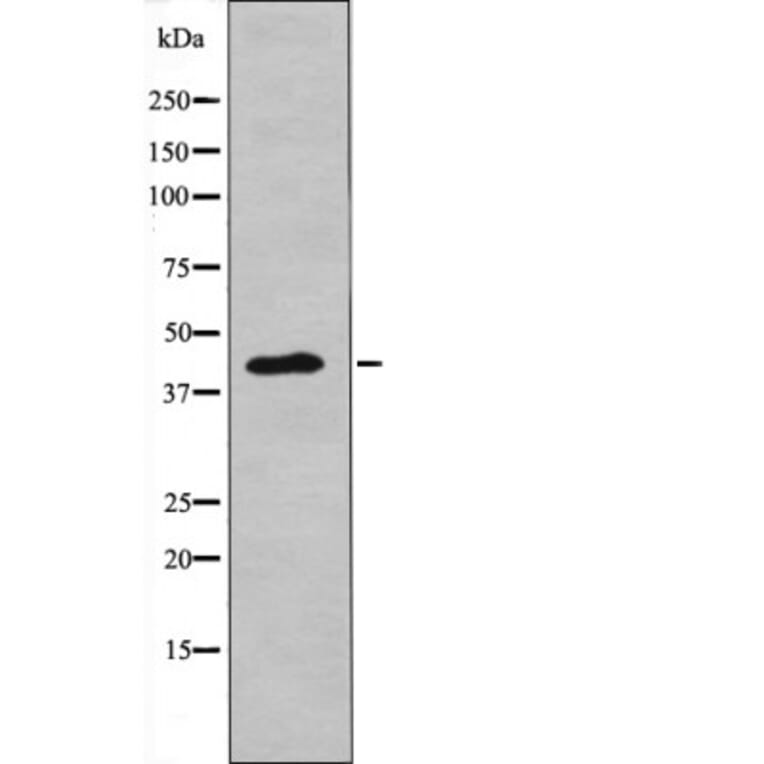 Western blot - NDRG2 (Phospho-Thr348) Antibody from Signalway Antibody (12619) - Antibodies.com