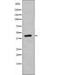 Western blot - NDRG2 (Phospho-Thr348) Antibody from Signalway Antibody (12619) - Antibodies.com