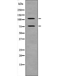 Western blot - NFAT2 (Phospho-Ser172) Antibody from Signalway Antibody (12620) - Antibodies.com