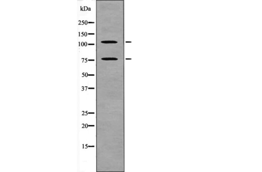 Western blot - NFAT2 (Phospho-Ser172) Antibody from Signalway Antibody (12620) - Antibodies.com