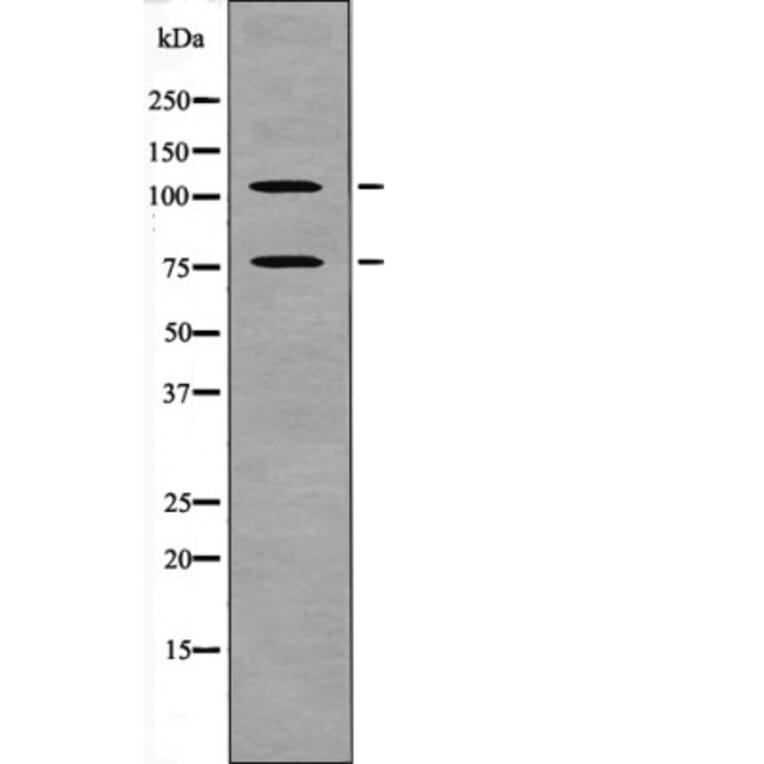 Western blot - NFAT2 (Phospho-Ser172) Antibody from Signalway Antibody (12620) - Antibodies.com