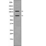 Western blot - NFAT2 (Phospho-Ser172) Antibody from Signalway Antibody (12620) - Antibodies.com