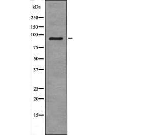 Western blot - PDE4D (Phospho-Ser578) Antibody from Signalway Antibody (12623) - Antibodies.com