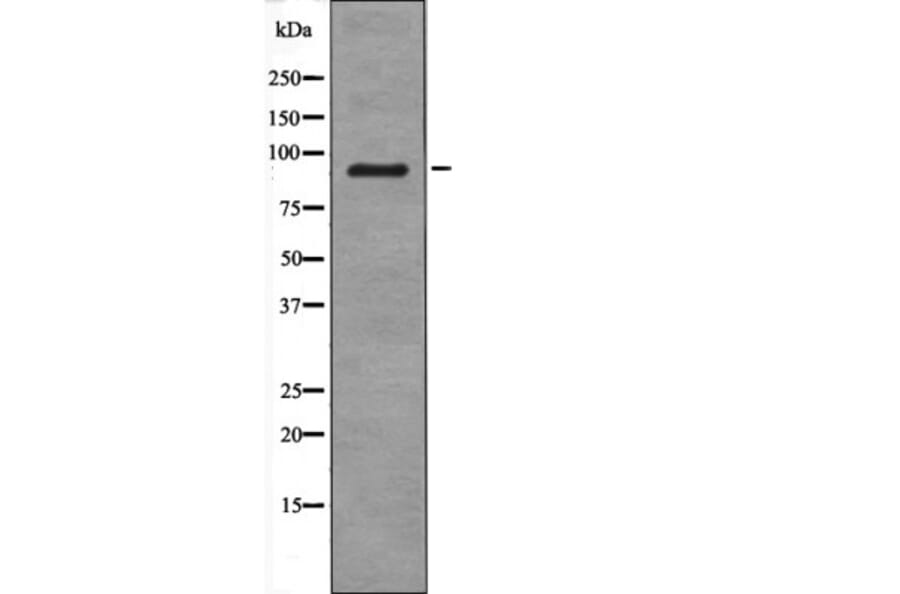 Western blot - PDE4D (Phospho-Ser578) Antibody from Signalway Antibody (12623) - Antibodies.com