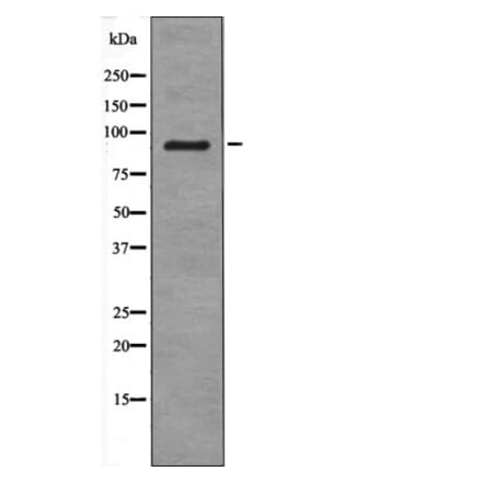 Western blot - PDE4D (Phospho-Ser578) Antibody from Signalway Antibody (12623) - Antibodies.com
