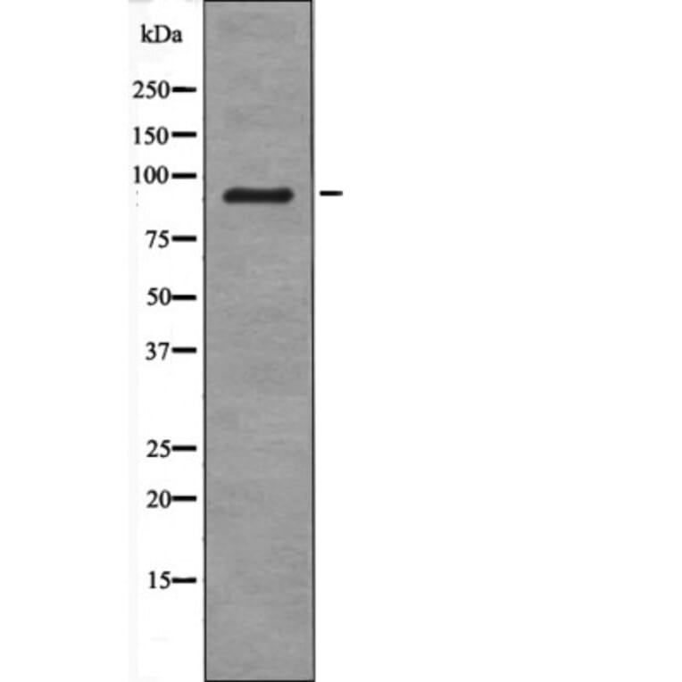 Western blot - PDE4D (Phospho-Ser578) Antibody from Signalway Antibody (12623) - Antibodies.com